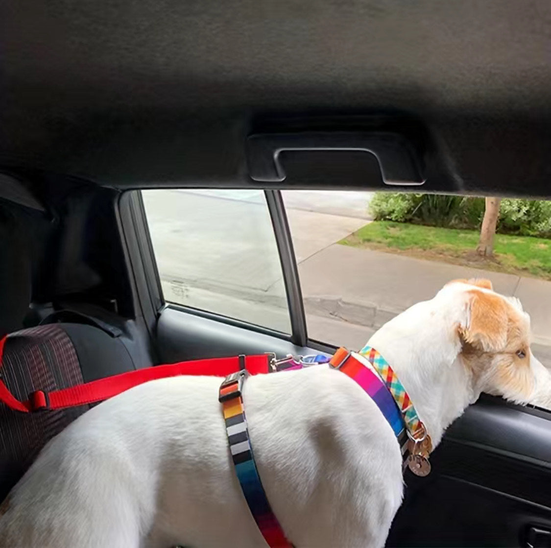 Cinturon de Seguridad para Perros y Gatos