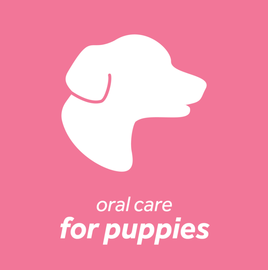 Dental Health Solution for Puppies