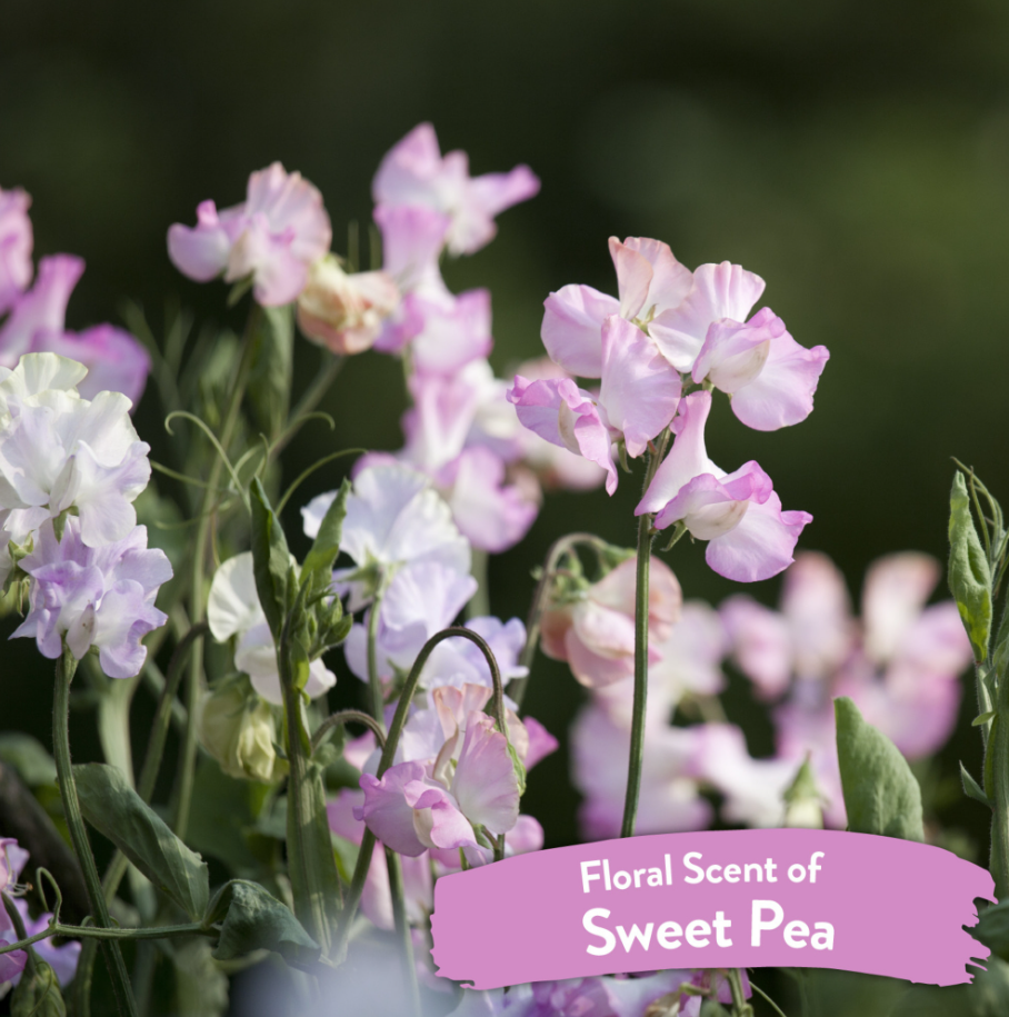 Sweet Pea Tangle Remover Spray for Pets